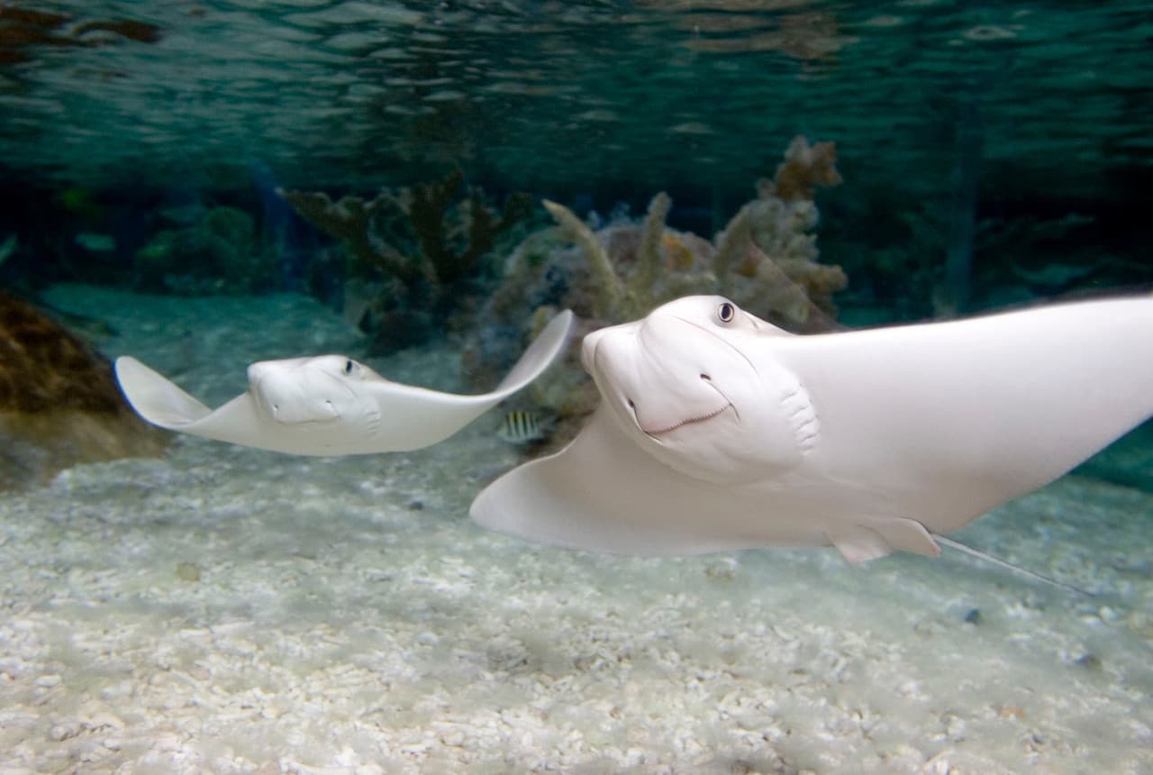 COMBO: SEA LIFE London Aquarium + FREE Hubby eSim - image 5
